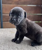 Light Pink , a female Cane Corso for sale in Walterboro, SC – 1 of 4