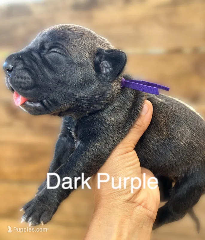 Purple – Cane Corso puppy for sale in Walterboro, SC