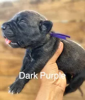 Purple, a female Cane Corso for sale in Walterboro, SC – 1 of 3