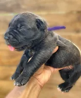 Purple, a female Cane Corso for sale in Walterboro, SC – 3 of 3