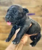 Purple, a female Cane Corso for sale in Walterboro, SC – 2 of 3