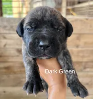 Dark Green, a female Cane Corso for sale in Walterboro, SC – 2 of 5