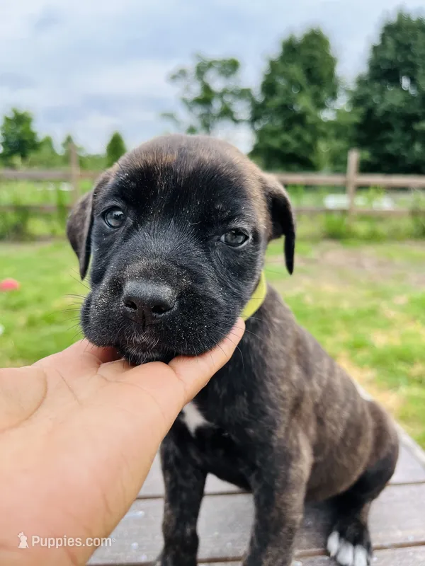 Light Green – Cane Corso puppy for sale in Walterboro, SC