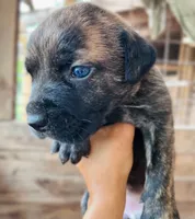 Orange, a female Cane Corso for sale in Walterboro, SC – 3 of 4