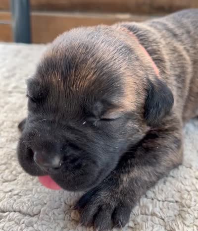 Orange, a female Cane Corso for sale in Walterboro, SC – 6 of 6