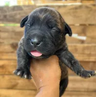 White, a female Cane Corso for sale in Walterboro, SC – 2 of 3