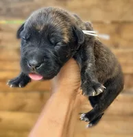 White, a female Cane Corso for sale in Walterboro, SC – 3 of 3
