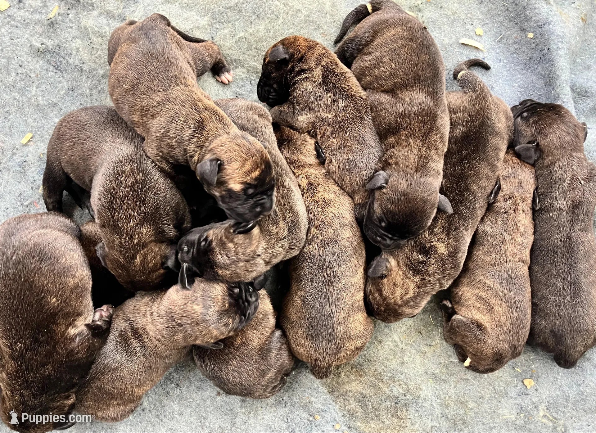 Puppy 3, a female Cane Corso for sale in Walterboro, SC – Photo 2 of 2
