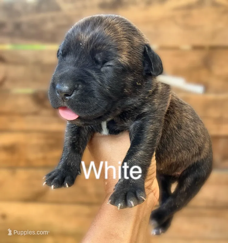 White – Cane Corso puppy for sale in Walterboro, SC