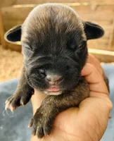 Puppy 3, a female Cane Corso for sale in Walterboro, SC – Photo 1 of 2