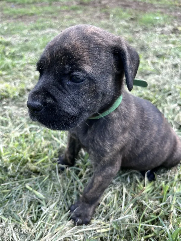 Dark Green – Cane Corso puppy for sale in Walterboro, SC
