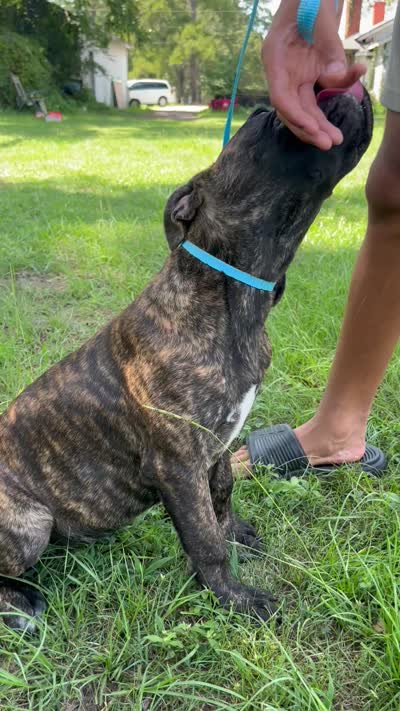 Light Blue, a female Cane Corso for sale in Walterboro, SC – 4 of 4