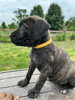 Yellow, a female Cane Corso for sale in Walterboro, SC – 2 of 4