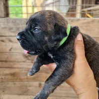 Light Green, a female Cane Corso for sale in Walterboro, SC – 2 of 5