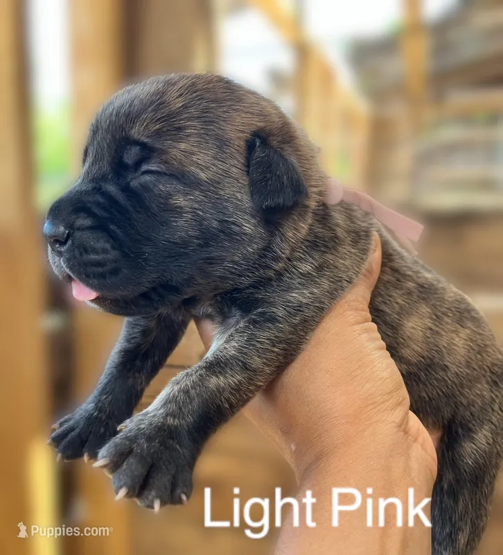 Light Pink – Cane Corso puppy for sale in Walterboro, SC