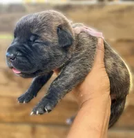 Light Pink, a female Cane Corso for sale in Walterboro, SC – 3 of 3