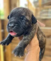 Light Pink, a female Cane Corso for sale in Walterboro, SC – 2 of 3