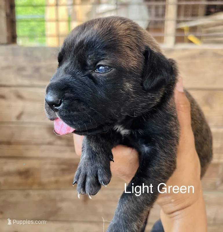 Light Green – Cane Corso puppy for sale in Walterboro, SC
