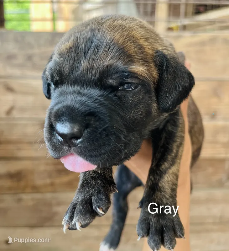 Gray – Cane Corso puppy for sale in Walterboro, SC