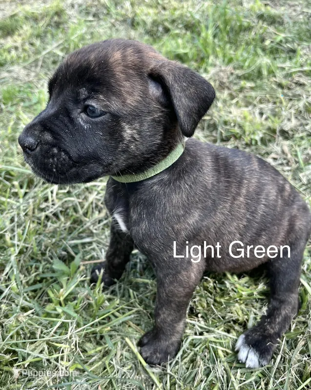 Light Green – Cane Corso puppy for sale in Walterboro, SC