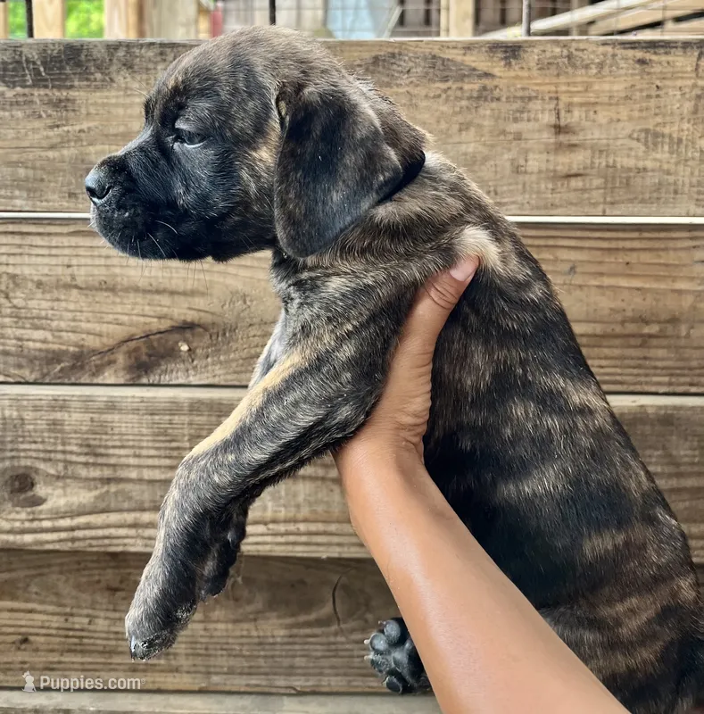 Black – Cane Corso puppy for sale in Walterboro, SC