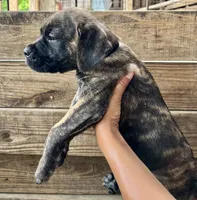 Black, a female Cane Corso for sale in Walterboro, SC – 1 of 3