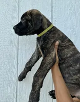 Light Green, a female Cane Corso for sale in Walterboro, SC – 3 of 6