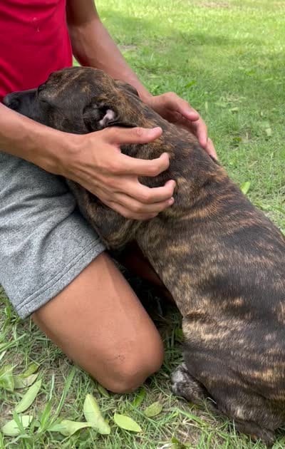 Light Green, a female Cane Corso for sale in Walterboro, SC – 5 of 5