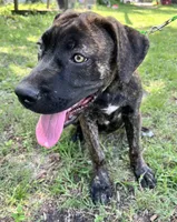 Light Green, a female Cane Corso for sale in Walterboro, SC – 2 of 6