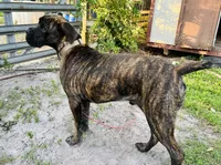 Sampson , a male Cane Corso for sale in Walterboro, SC – 3 of 4