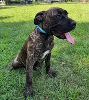 Light Blue, a female Cane Corso for sale in Walterboro, SC – 1 of 4
