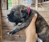 Dark Pink, a female Cane Corso for sale in Walterboro, SC – 2 of 4