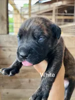 White , a female Cane Corso for sale in Walterboro, SC – 1 of 3