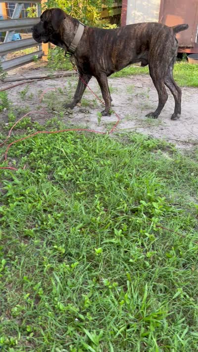 Sampson , a male Cane Corso for sale in Walterboro, SC – 4 of 4