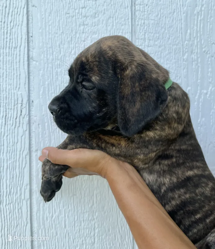 Dark Green – Cane Corso puppy for sale in Walterboro, SC
