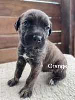 Orange, a female Cane Corso for sale in Walterboro, SC – 2 of 4