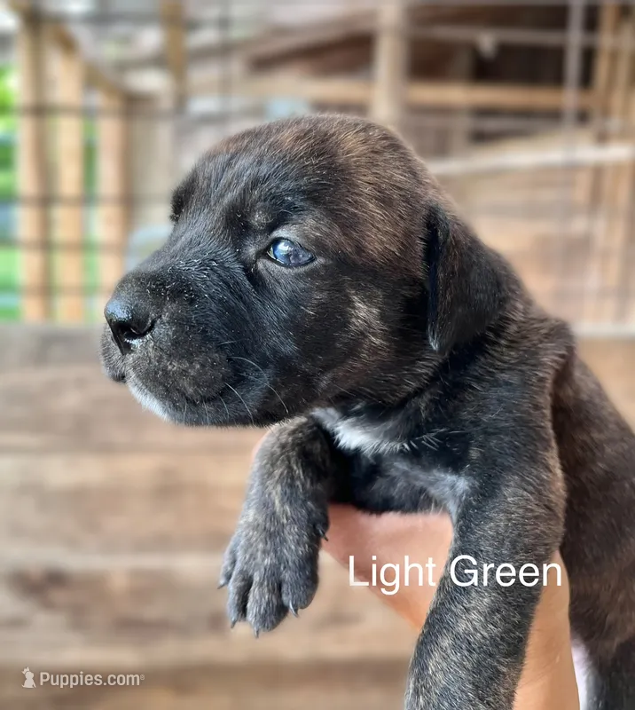 Light Green – Cane Corso puppy for sale in Walterboro, SC