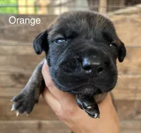 Orange, a female Cane Corso for sale in Walterboro, SC – 2 of 6