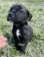Red, a female Cane Corso for sale in Walterboro, SC – 4 of 6