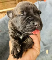 Puppy 4, a female Cane Corso for sale in Walterboro, SC – Photo 1 of 2
