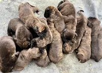 Puppy 4, a female Cane Corso for sale in Walterboro, SC – Photo 2 of 2