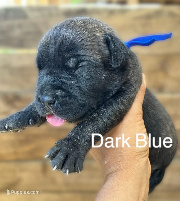 Blue – Cane Corso puppy for sale in Walterboro, SC