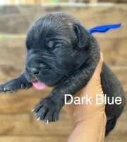 Blue, a male Cane Corso for sale in Walterboro, SC – 1 of 3
