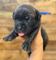 Blue, a male Cane Corso for sale in Walterboro, SC – 3 of 3
