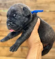 Blue, a male Cane Corso for sale in Walterboro, SC – 2 of 3