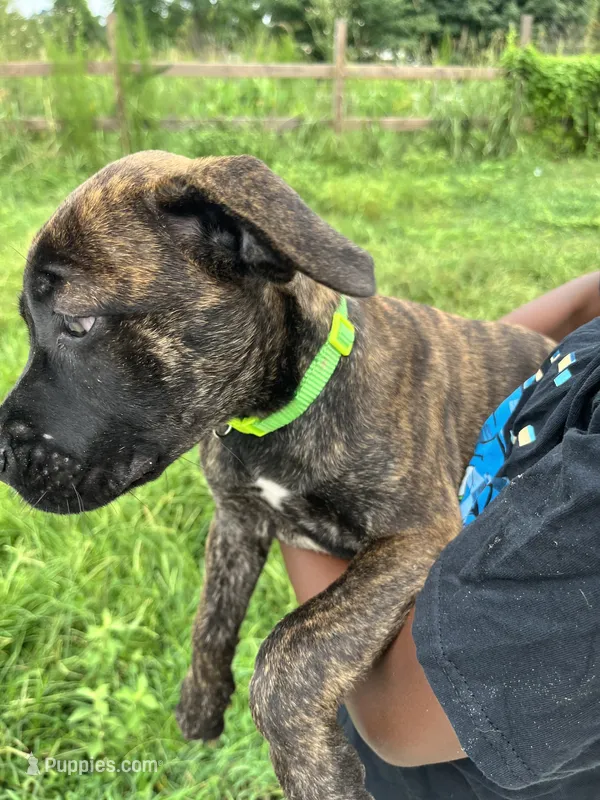 Light Green – Cane Corso puppy for sale in Walterboro, SC