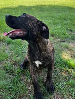 Light Blue, a female Cane Corso for sale in Walterboro, SC – 2 of 4