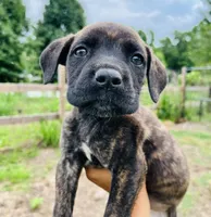 White , a female Cane Corso for sale in Walterboro, SC – 2 of 3