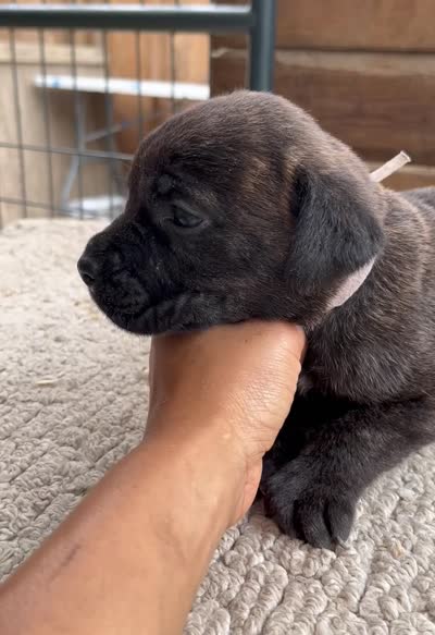 Light Pink , a female Cane Corso for sale in Walterboro, SC – 3 of 4