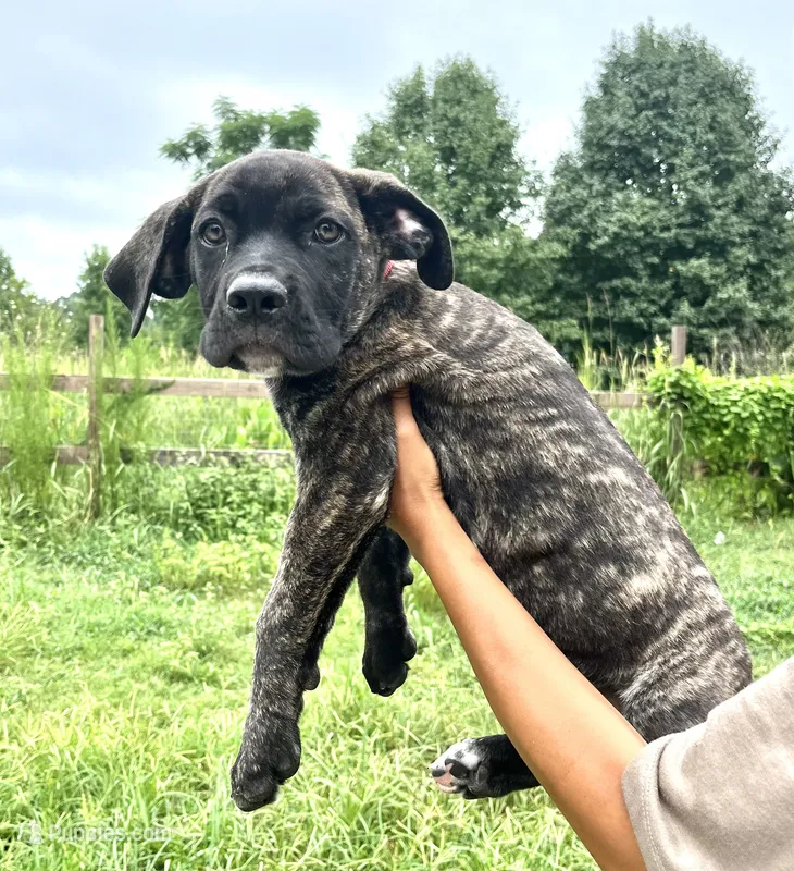 Red – Cane Corso puppy for sale in Walterboro, SC